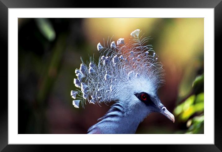 Victoria crowned Pigeon Framed Mounted Print by Alfredo Bustos