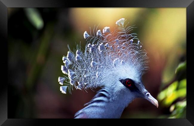 Victoria crowned Pigeon Framed Print by Alfredo Bustos