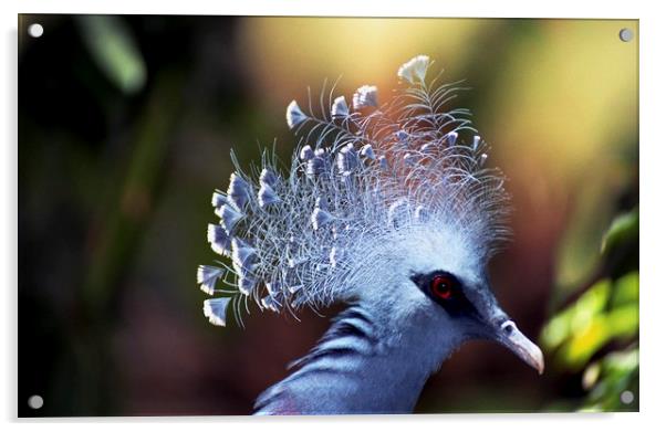 Victoria crowned Pigeon Acrylic by Alfredo Bustos