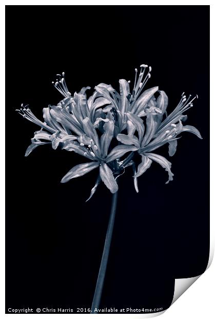 Nerine II Print by Chris Harris