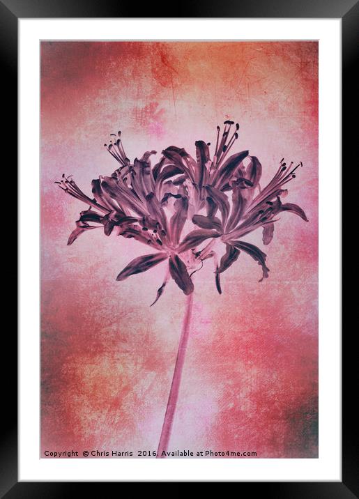 Nerine blush Framed Mounted Print by Chris Harris