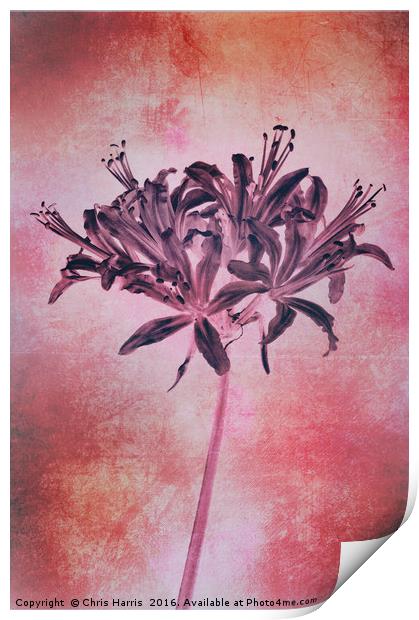 Nerine blush Print by Chris Harris