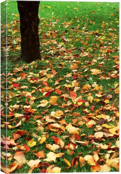 Fallen leaves on green grass Canvas Print by Alfredo Bustos