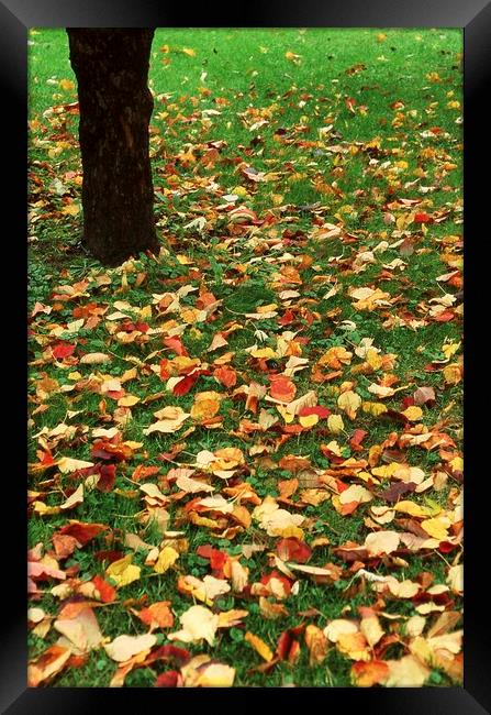 Fallen leaves on green grass Framed Print by Alfredo Bustos