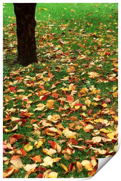 Fallen leaves on green grass Print by Alfredo Bustos