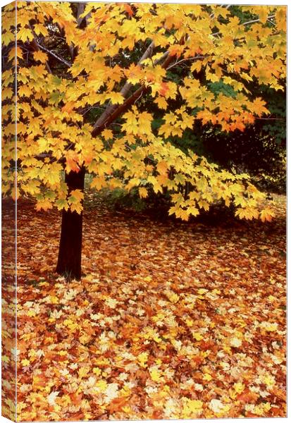 Fallen leaves on side hill Canvas Print by Alfredo Bustos