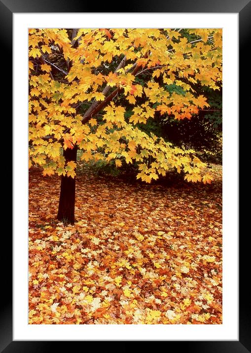 Fallen leaves on side hill Framed Mounted Print by Alfredo Bustos