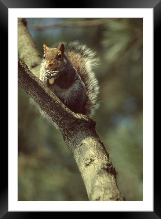 Squirrel on a branch, High Park, Toronto, Ca Framed Mounted Print by Alfredo Bustos