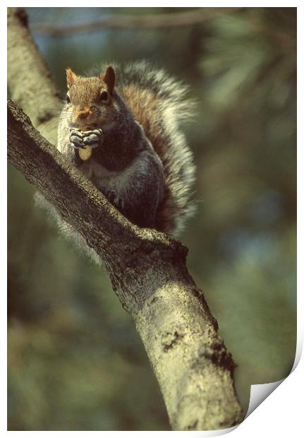 Squirrel on a branch, High Park, Toronto, Ca Print by Alfredo Bustos