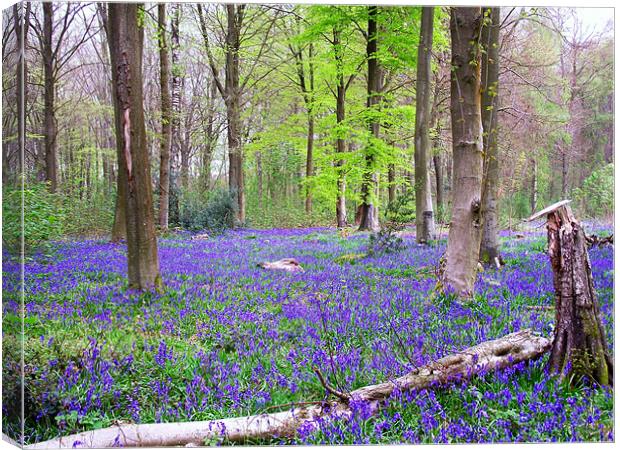 Blubell woods Canvas Print by Donna Collett