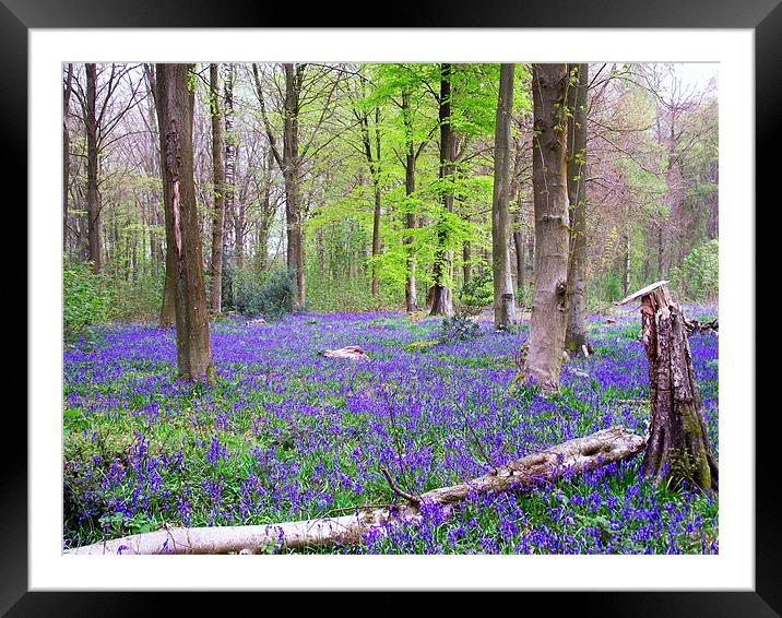 Blubell woods Framed Mounted Print by Donna Collett