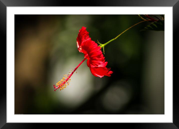 Red Hibiscus Framed Mounted Print by Indranil Bhattacharjee