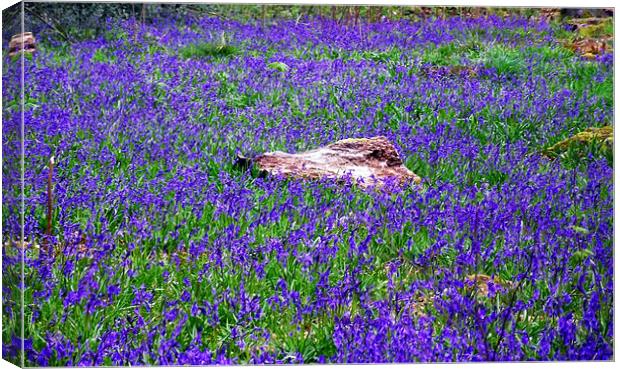 Field of Bluebells Canvas Print by Donna Collett