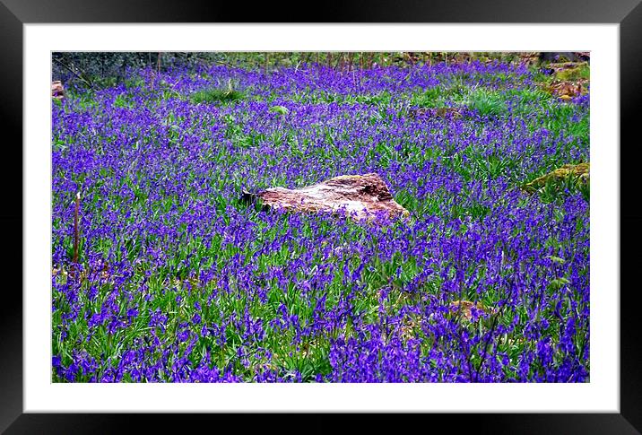 Field of Bluebells Framed Mounted Print by Donna Collett