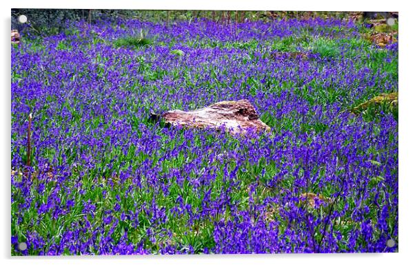 Field of Bluebells Acrylic by Donna Collett