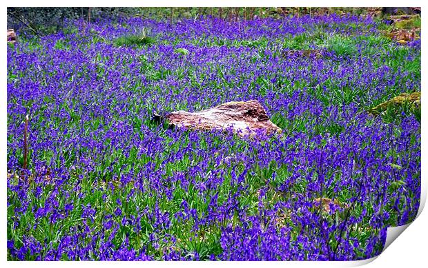 Field of Bluebells Print by Donna Collett