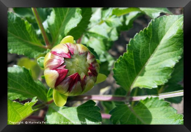 autumn bud Framed Print by Marinela Feier