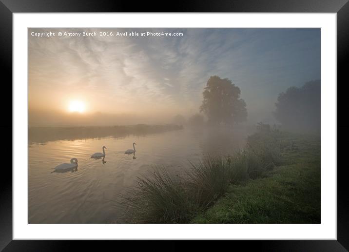 Stour Swans at Dawn Framed Mounted Print by Antony Burch