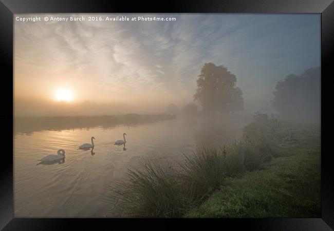 Stour Swans at Dawn Framed Print by Antony Burch