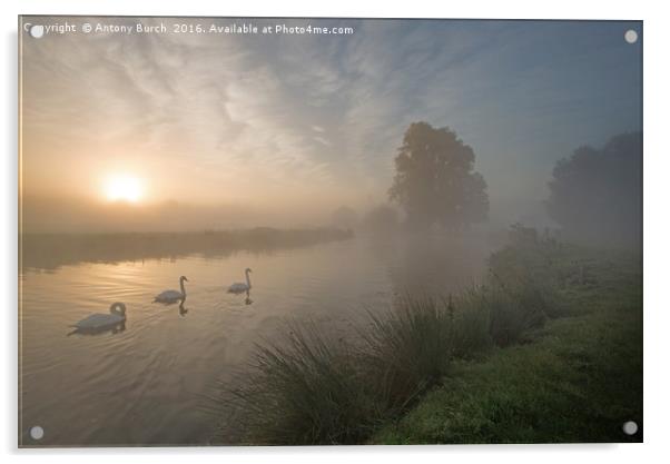 Stour Swans at Dawn Acrylic by Antony Burch