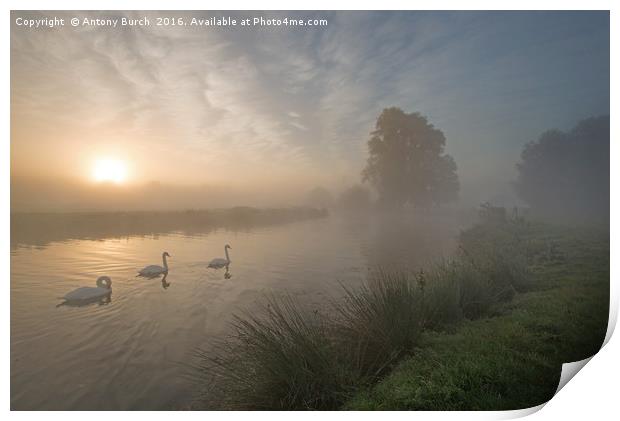 Stour Swans at Dawn Print by Antony Burch