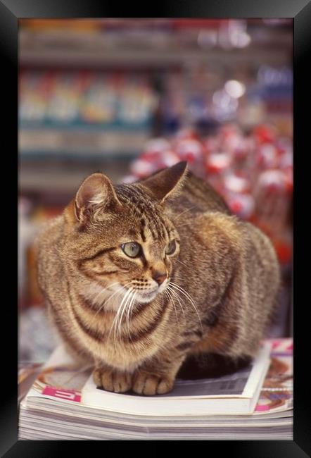 Tabby cat looking left Framed Print by Alfredo Bustos
