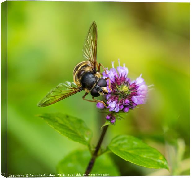 Portrait of a Hover Fly Canvas Print by AMANDA AINSLEY