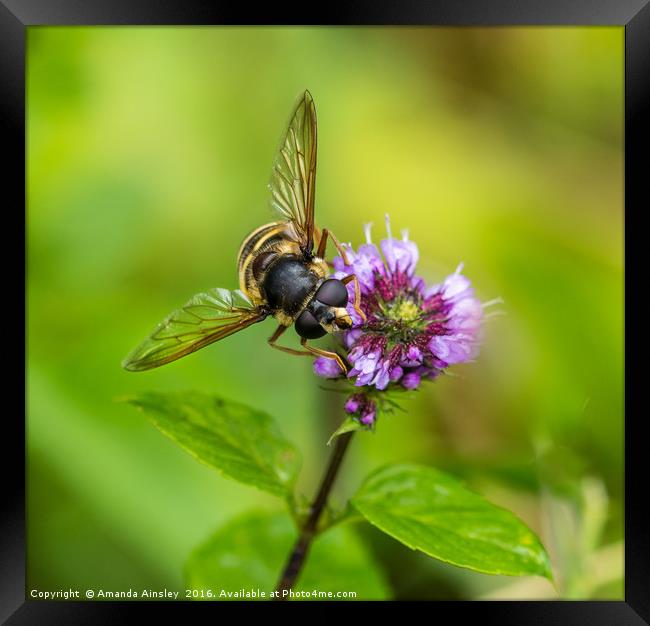 Portrait of a Hover Fly Framed Print by AMANDA AINSLEY