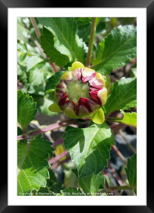 bud in autumn Framed Mounted Print by Marinela Feier