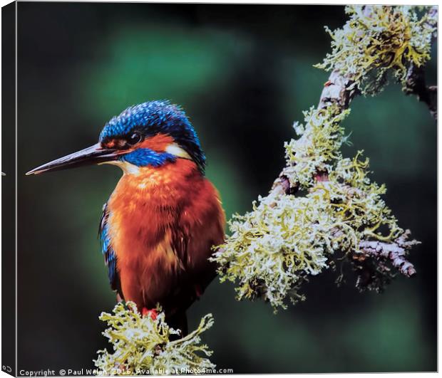 Kingfisher Canvas Print by Paul Welsh