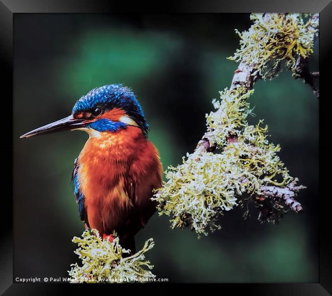 Kingfisher Framed Print by Paul Welsh