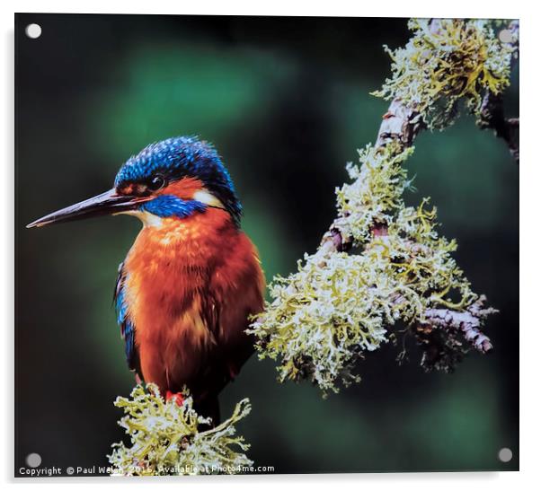Kingfisher Acrylic by Paul Welsh