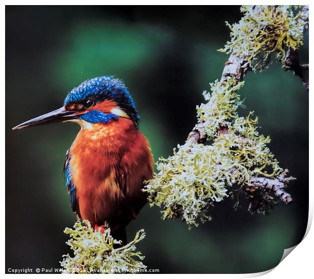 Kingfisher Print by Paul Welsh