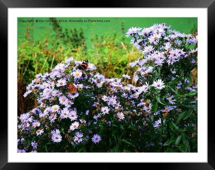 Butterflies on the flowers Framed Mounted Print by Derrick Fox Lomax