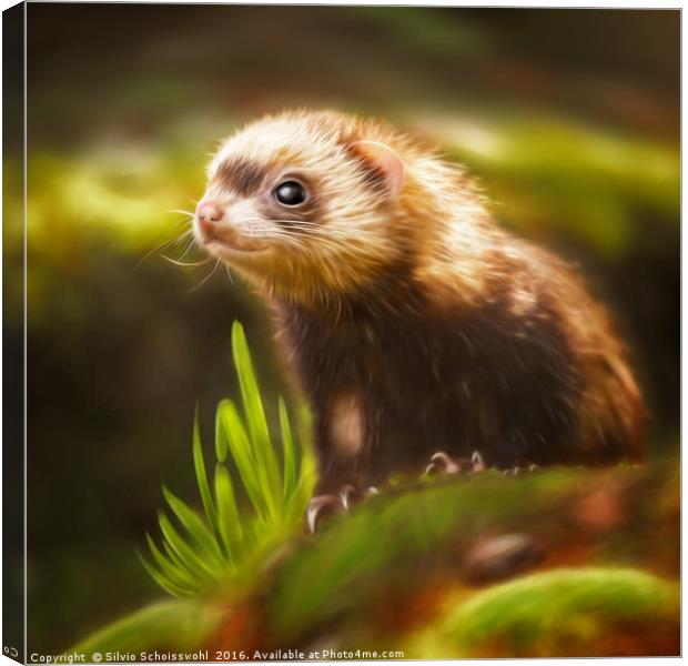 cute ferret Canvas Print by Silvio Schoisswohl