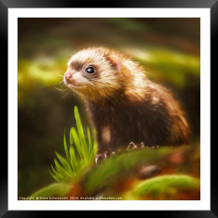 cute ferret Framed Mounted Print by Silvio Schoisswohl