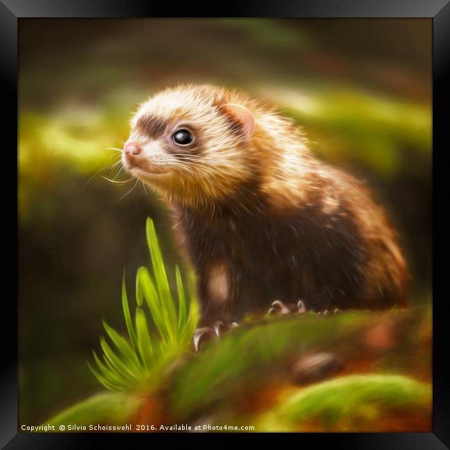 cute ferret Framed Print by Silvio Schoisswohl