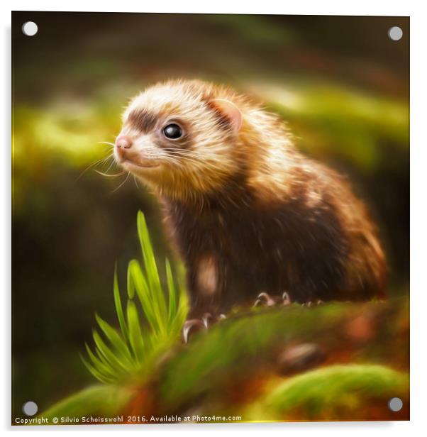 cute ferret Acrylic by Silvio Schoisswohl