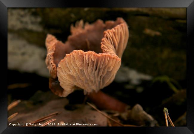 Pink Fungi Framed Print by Sally Lloyd