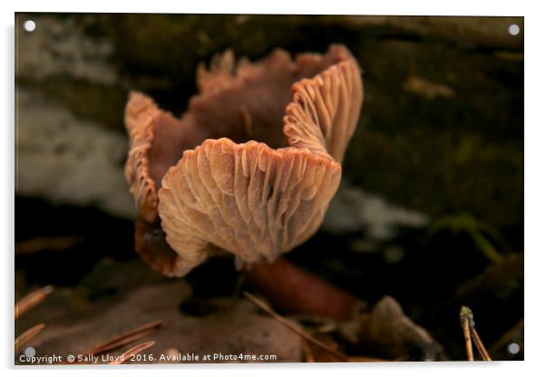 Pink Fungi Acrylic by Sally Lloyd