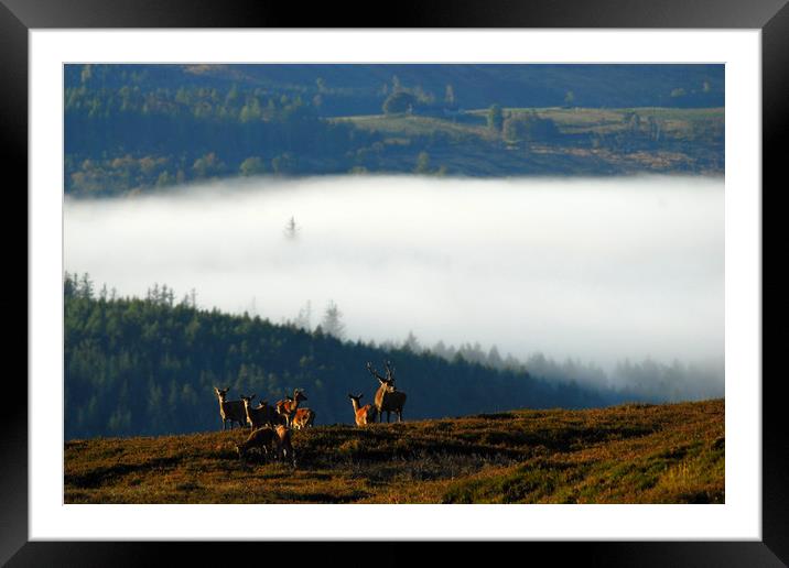 Red Deer in Strathglass Framed Mounted Print by Macrae Images