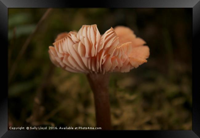 Pink Woodland Fungi  Framed Print by Sally Lloyd