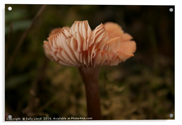 Pink Woodland Fungi  Acrylic by Sally Lloyd