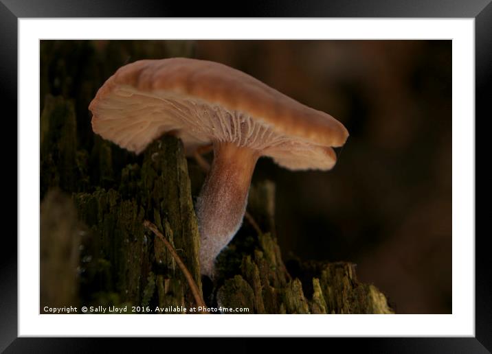 Fungi Log Framed Mounted Print by Sally Lloyd