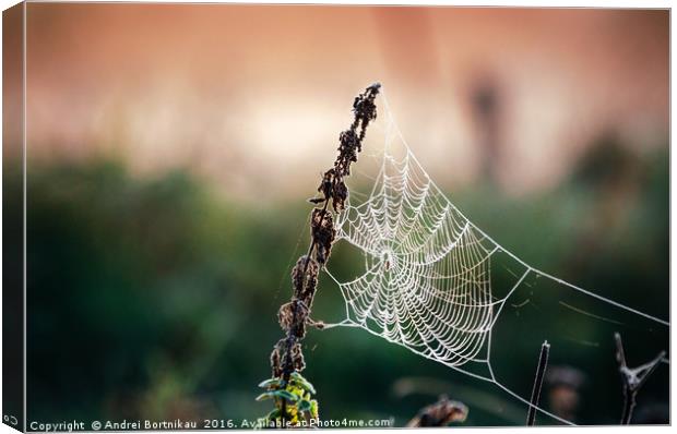 Cobweb in frost at morning. Ice on the spider's we Canvas Print by Andrei Bortnikau