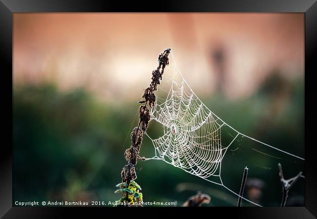 Cobweb in frost at morning. Ice on the spider's we Framed Print by Andrei Bortnikau