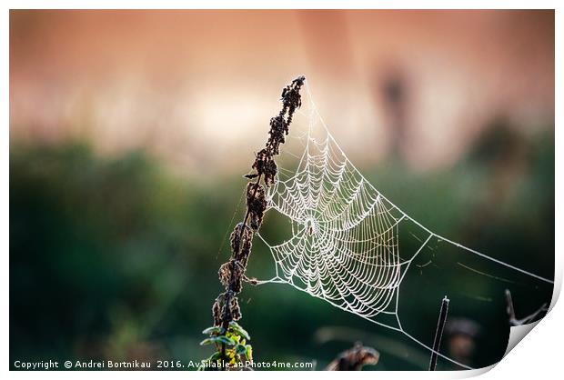 Cobweb in frost at morning. Ice on the spider's we Print by Andrei Bortnikau