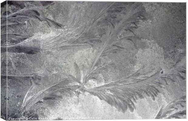 Ice crystals on a window Canvas Print by Colin Woods