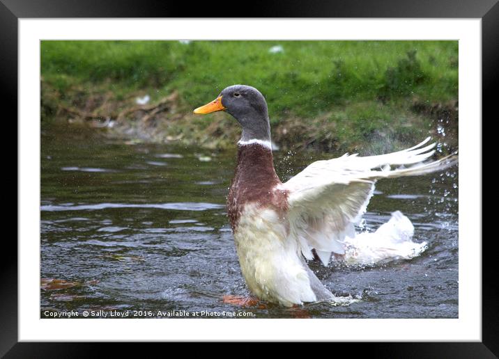 Duck Splash Framed Mounted Print by Sally Lloyd