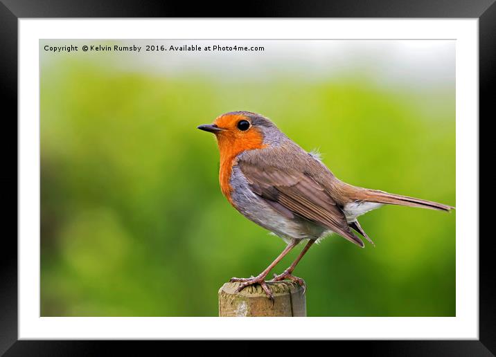 robin Framed Mounted Print by Kelvin Rumsby